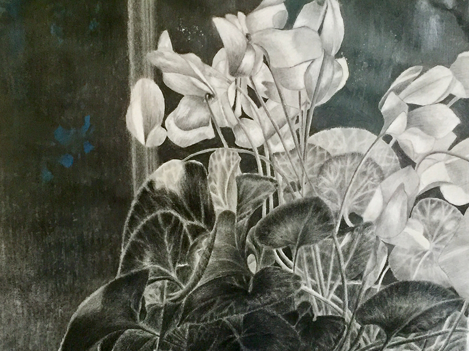 Plant with White Flowers, Charcoal and graphite, 18 ½” by 14”