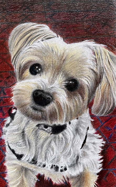 Lucy the Morkie, Colored Pencil 7” x 9”