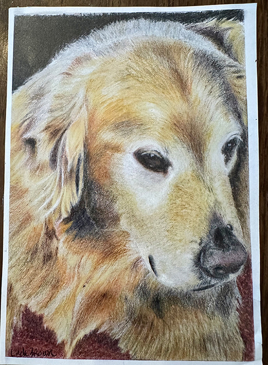 Casey, Golden Retriever, Colored Pencil, 6” x 8”