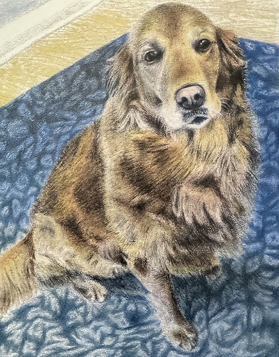 Sofie, Golden Retriever, Colored Pencil, 6” x 8”