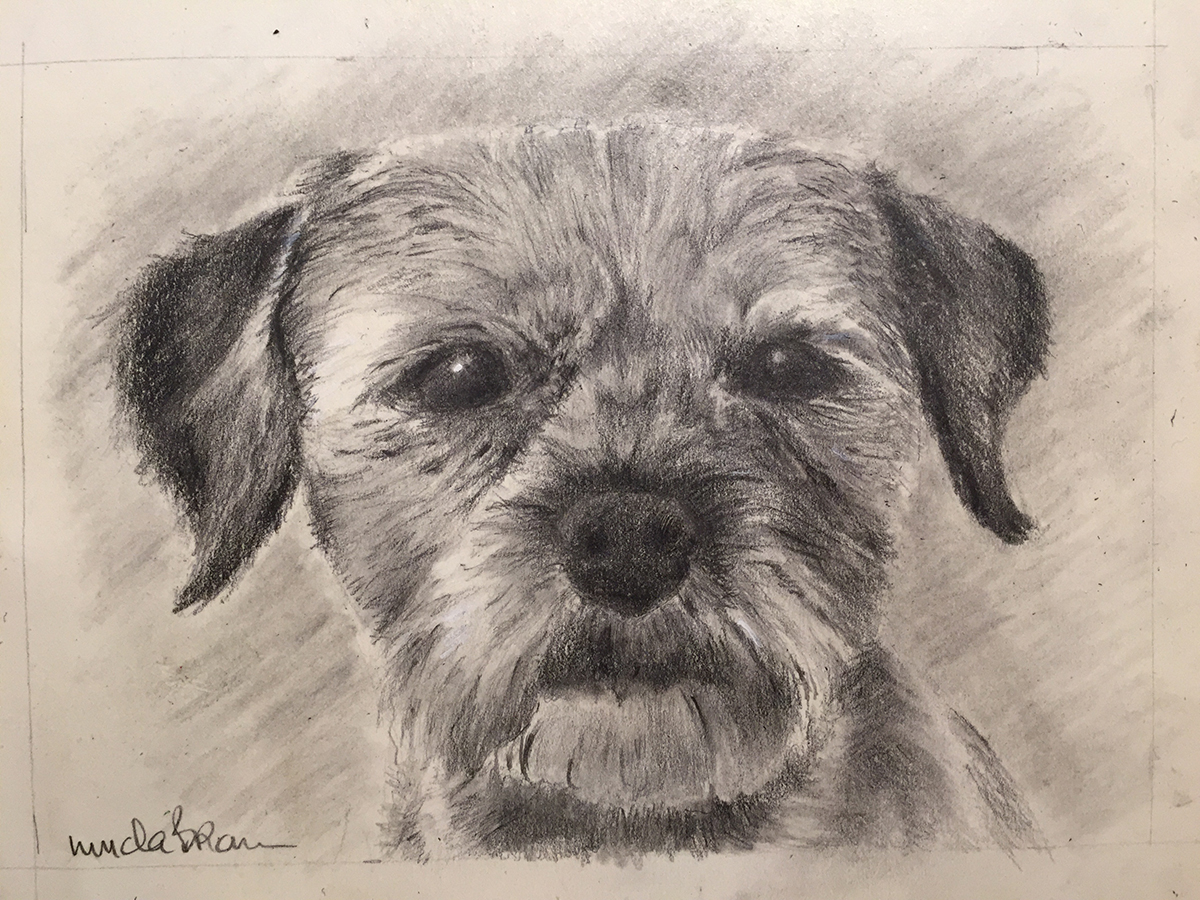 Pip, Border Terrier, Graphite